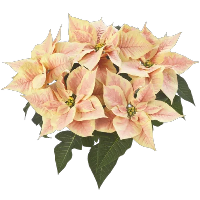 Пуансеттия (молочай красивейший) желтый - Euphorbia pulcherrima D17 H35