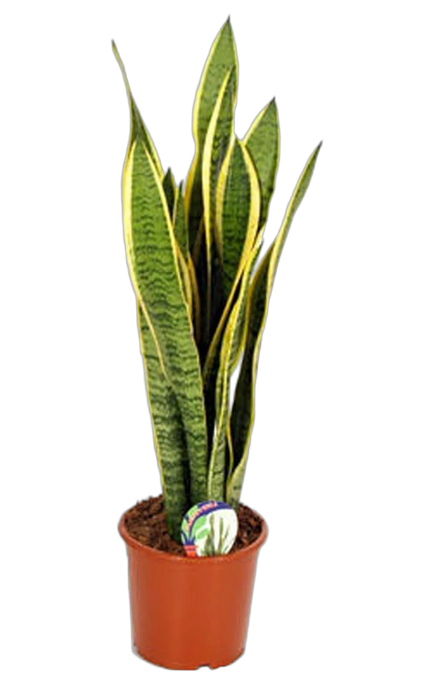 Сансивьерия Лауренти - Sansevieria laurentii D20 H90