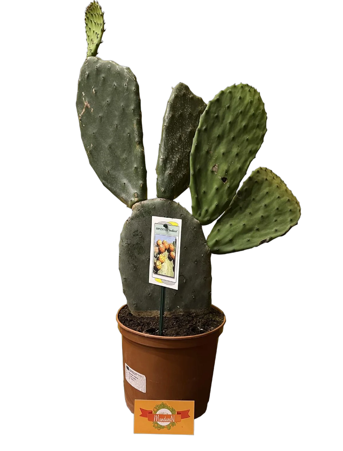 Опунция индийская - Opuntia indica D21 H65
