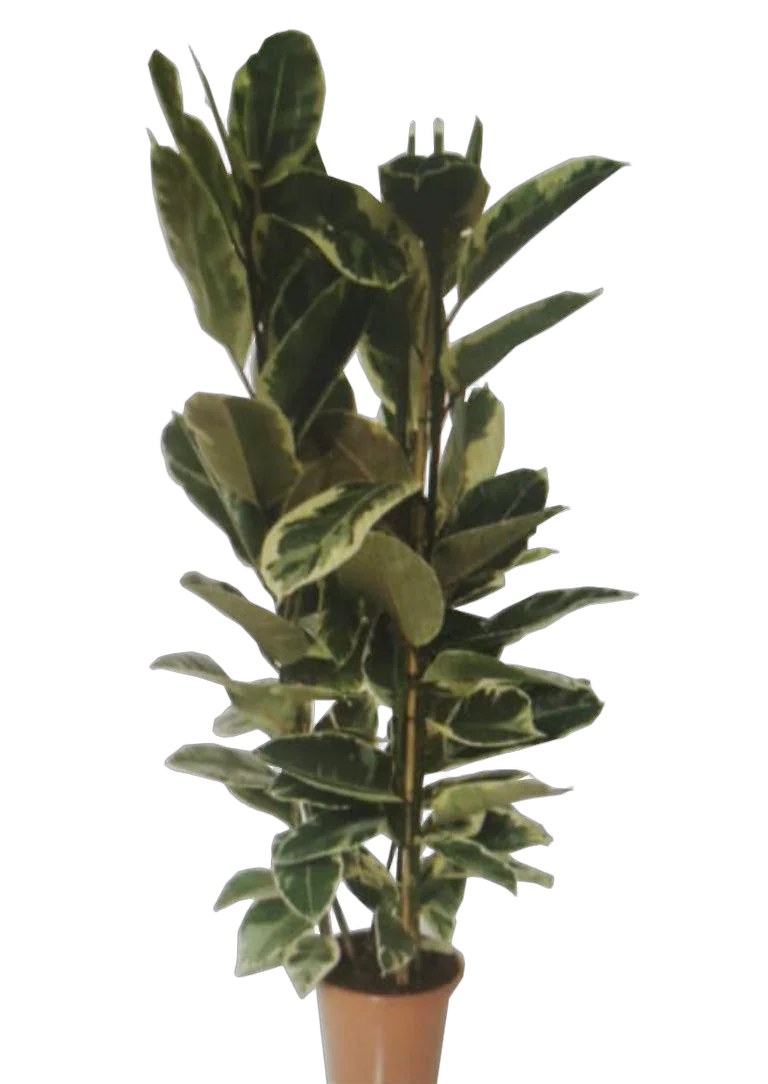 Фикус эластика или каучуконосный Тинеке - Ficus Tineke D32 H150