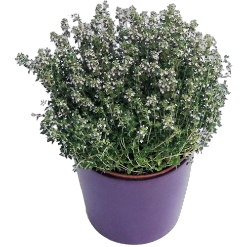 Тимьян обыкновенный  - thymus vulgaris D13 H20