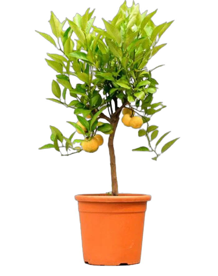 Цитрус Пурша или лиметта - Citrus pursha limetta  D20 H60