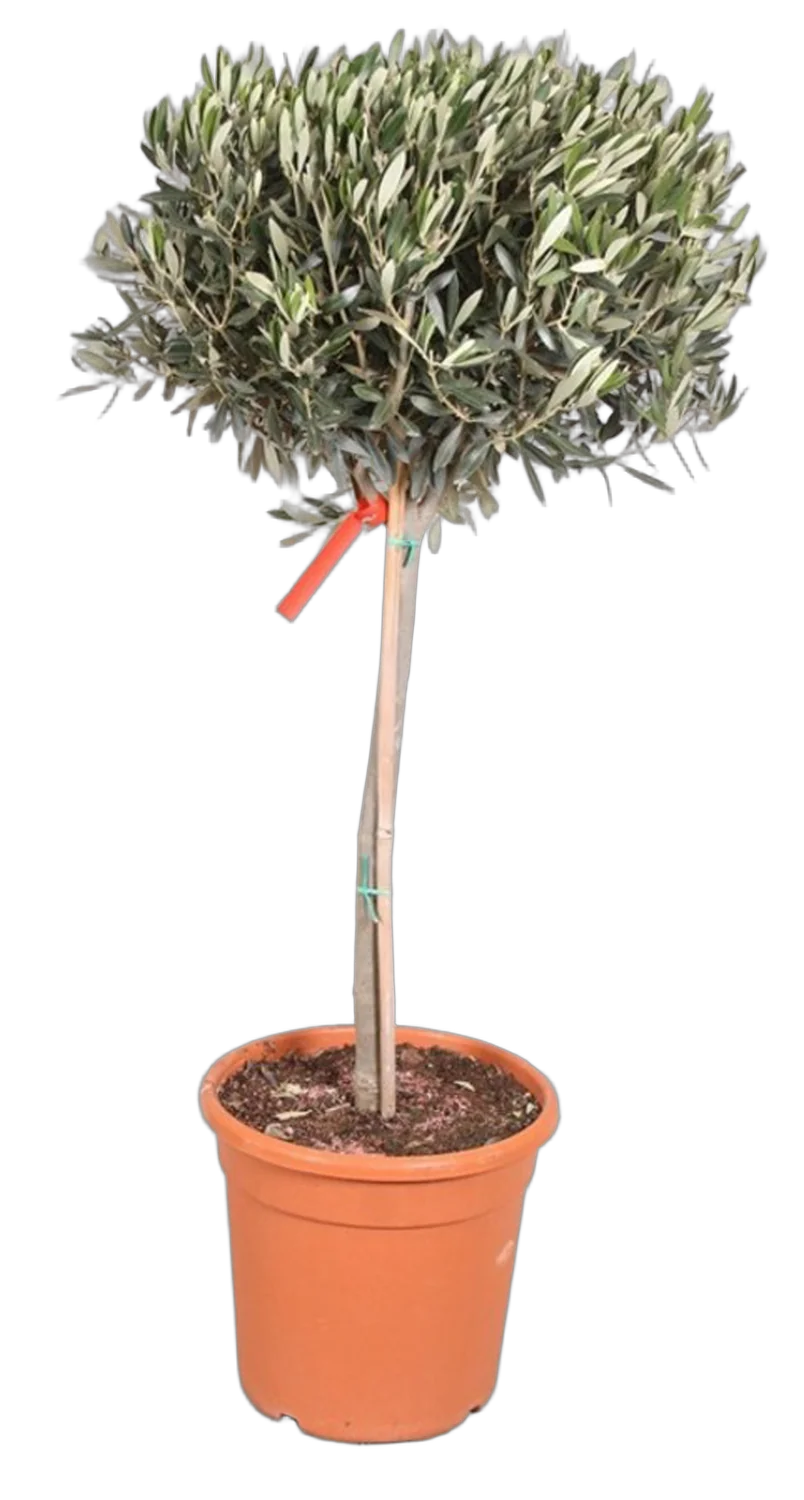 Оливковое дерево, маслина европейская - Olea europaea  D35 H180