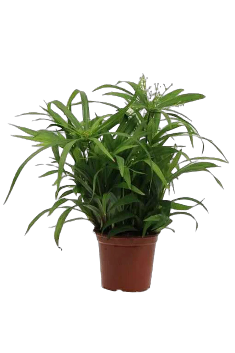 Циперус раскидистый - Cyperus diffusus D12 H30