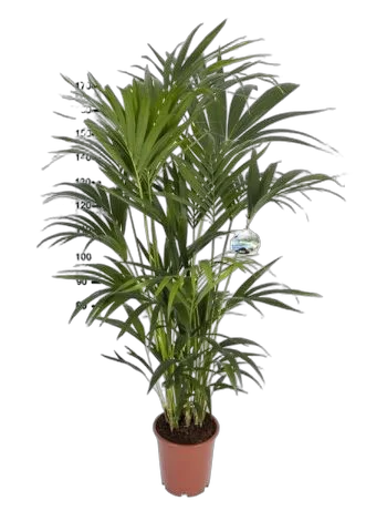 Ховея (Кентия) D30 H190