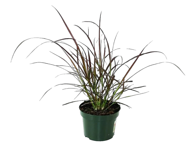 Пеннисетум щетинистый Рубрум - Pennisetum Setaceum Rubrum D12 H25