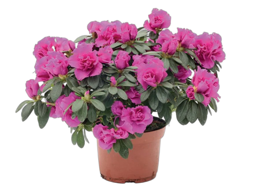 Азалия - Azalea D12 H30