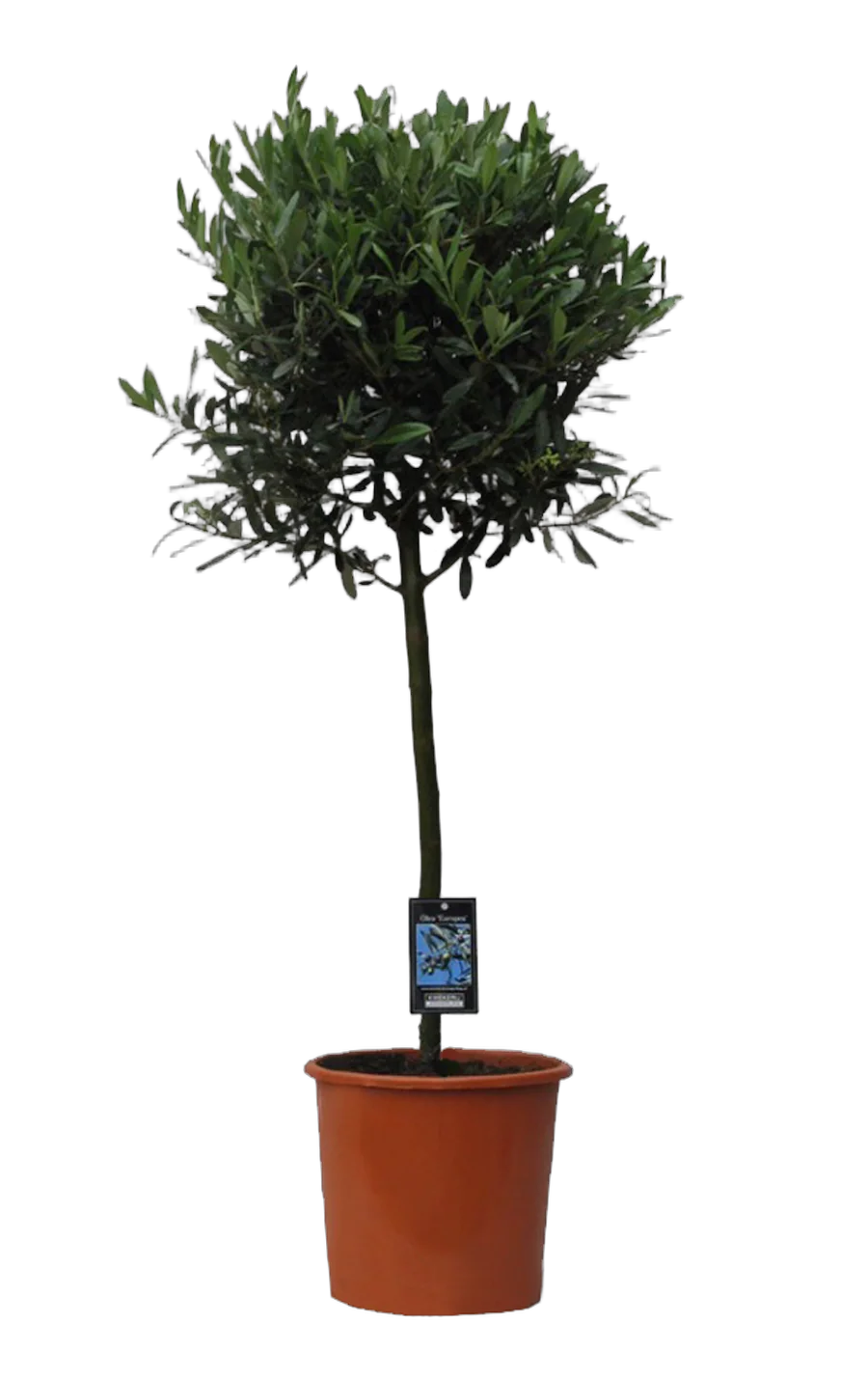 Оливковое дерево, маслина европейская - Olea europaea  D30 H150