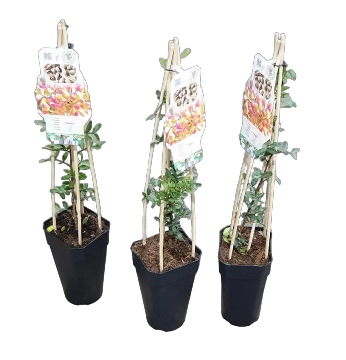 Фисташка - Pistacia D17 H60