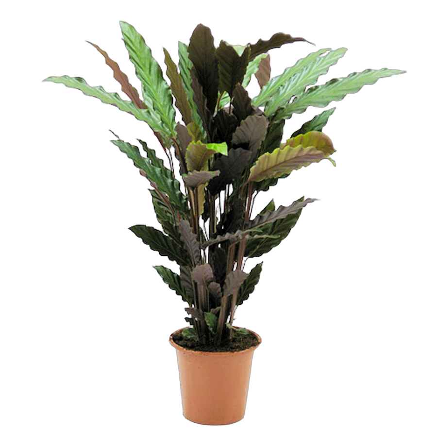 Калатея Руфибарба - Calathea rufibarba  D24 H100