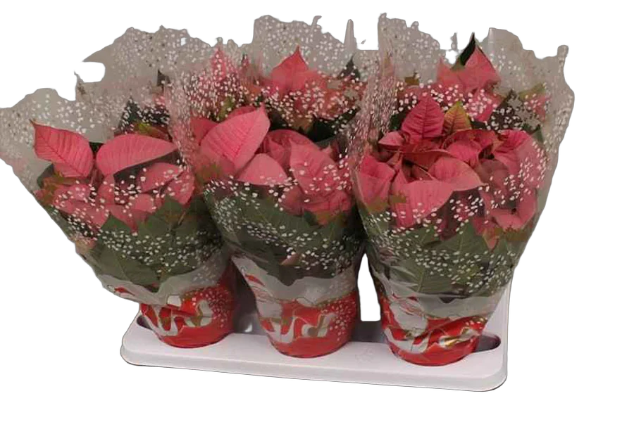 Пуансеттия (молочай красивейший) красный - Euphorbia pulcherrima D12 H30