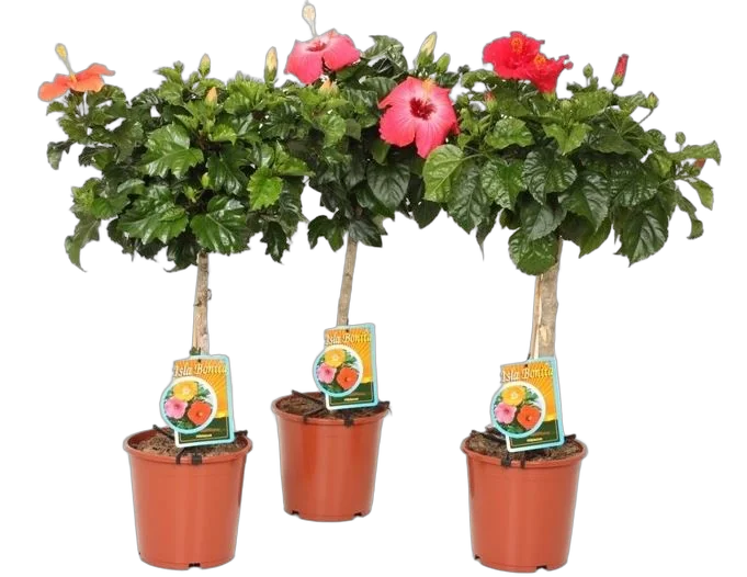 Гибискус на стволе (штамб) - Hibiscus On Trunck D19 H75