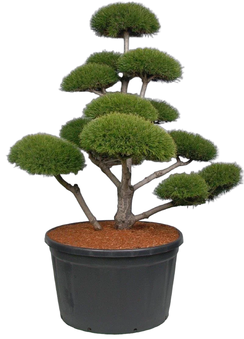 Бонсай Сосна- Bonsai Pinus mugo D91 H240