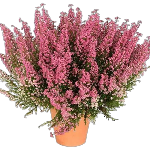 Вереск Эрика розовый - Erica D13 H25