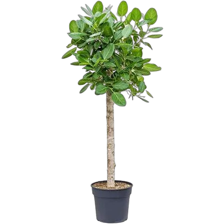 Фикус Бенгальский Андрей штамб - Ficus benghalensis Audrey D38 H190