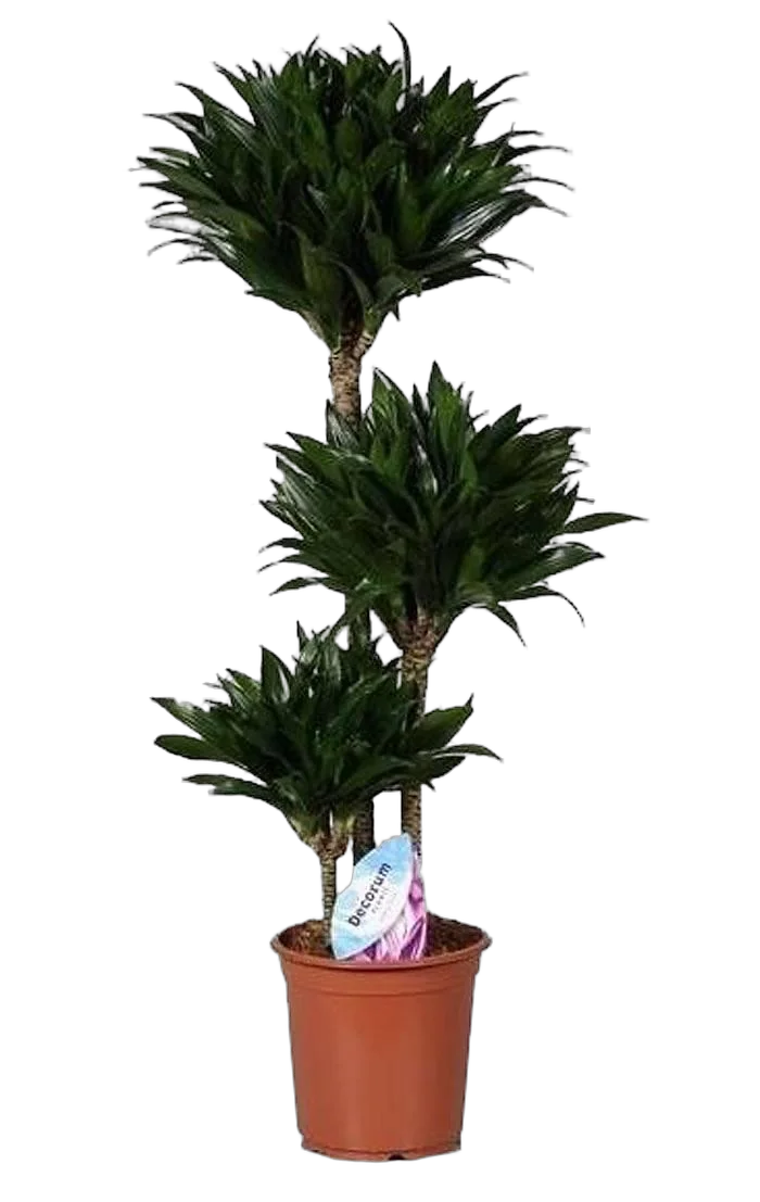 Драцена компакта - Dracaena compacta D30 H145