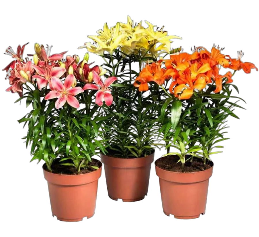 Лилия микс - Lilium Az Orange Matrix mix D24 H45