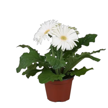 Гербера белая - Gerbera D12 H25