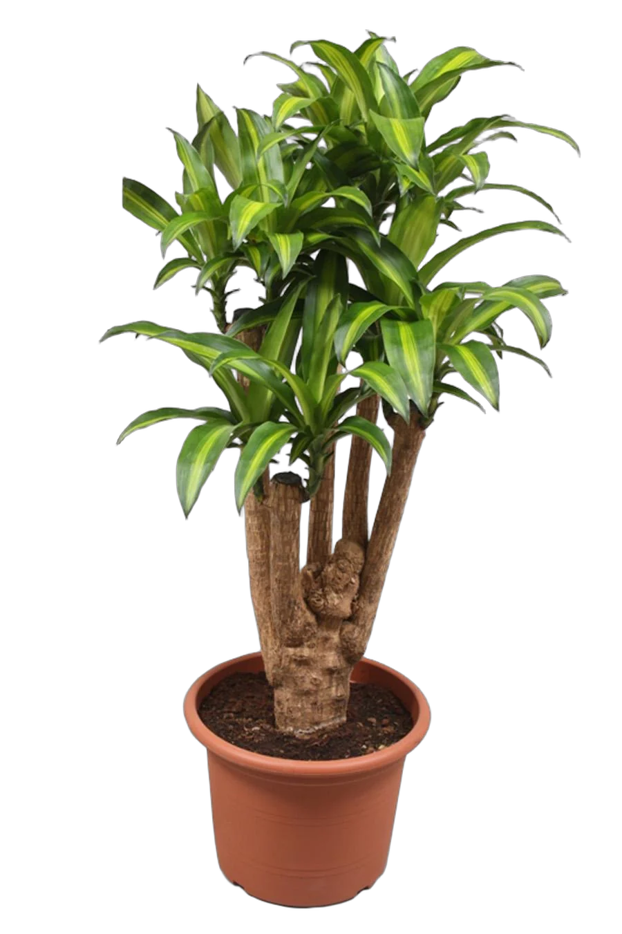 Драцена Массанжеана разветвленная - Dracaena Massangeana D28 H130