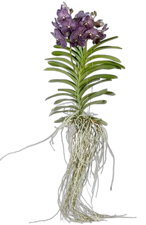 Ванда подвесная - Vanda Exceptional H80