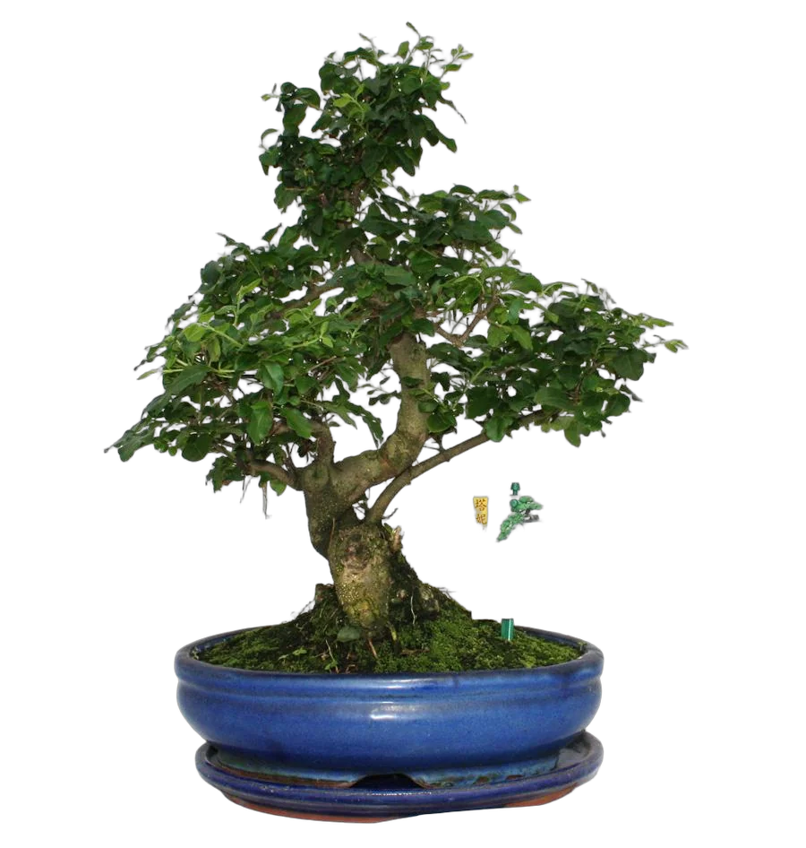 Бонсай Лигуструм D20 H30