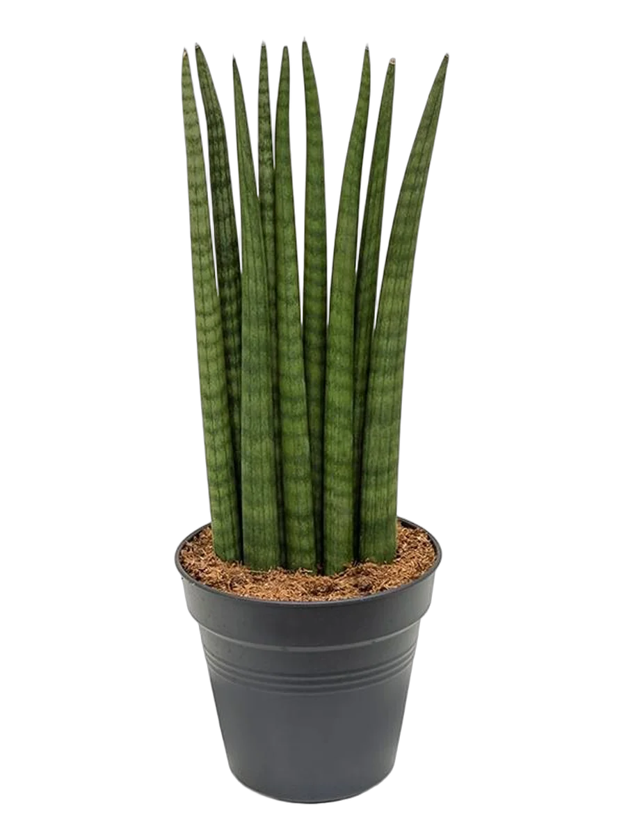 Сансевиерия цилиндрическая - Sansevieria cylindrica longtail D20 H90