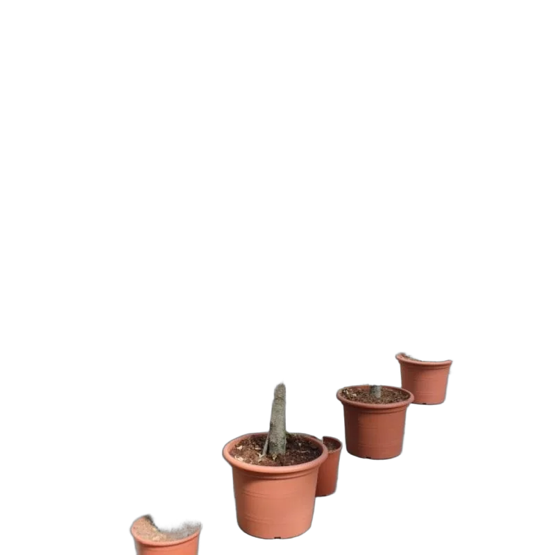 Фикус Бенджамина Даниэль штамб - Ficus Benjamina Danielle D55 H250