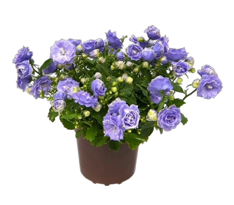 Кампанула голубая махровая - Campanula D10 H17