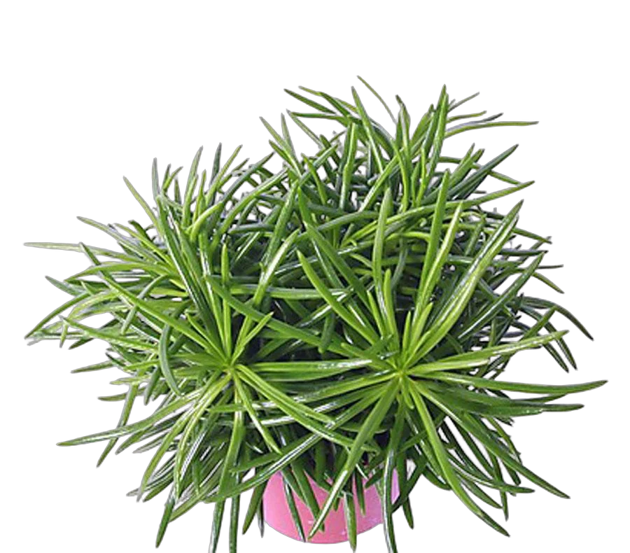 Крестовник (Сенецио) Гималая - Senecio Himalaya D12 H20