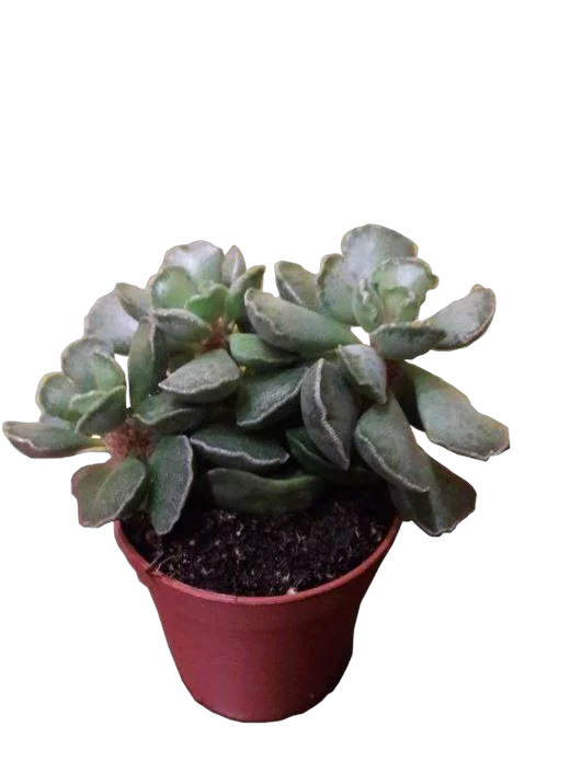 Адромискус Пятнистый D5 H9