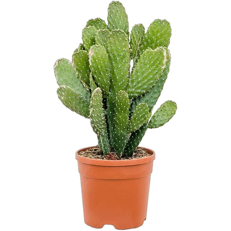 Опунция консолея - Opuntia Consolea D24 H60