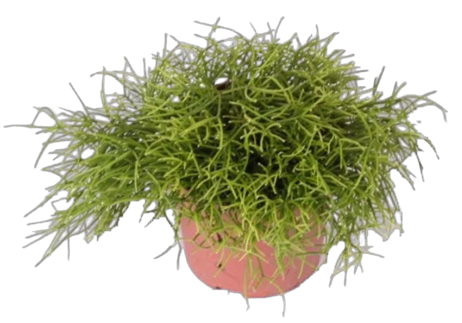 Рипсалис волосовидный - Rhipsalis capilliformis D12 H15