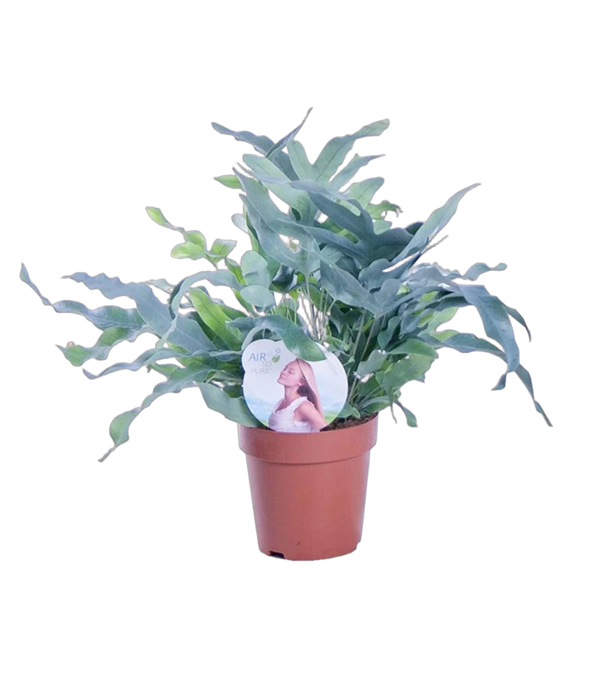 Папоротник Флебодиум золотистый - Phlebodium aureum 'Blue Star' D12 H35