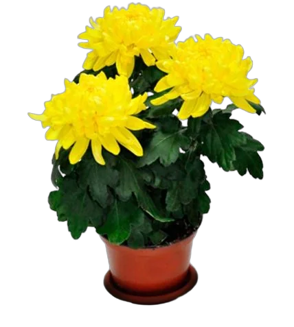 Хризантема Зембла Желтая - Chrysanthemum Zembla Yellow D10 H25
