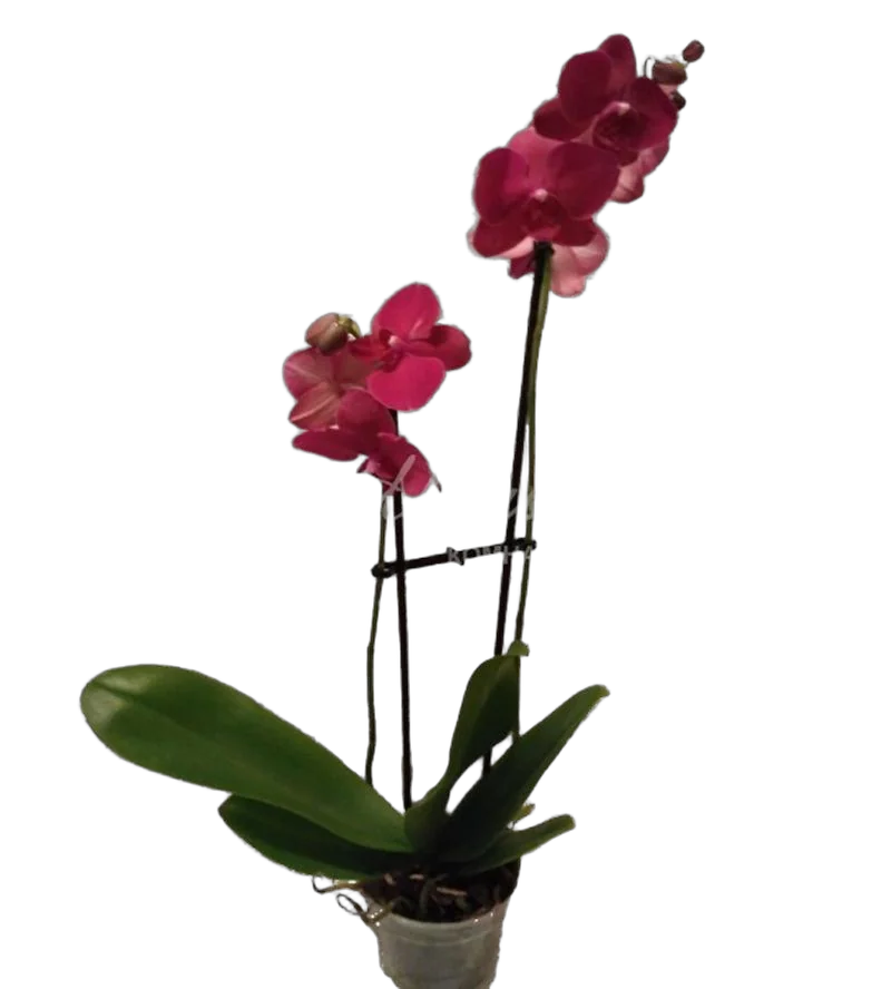 Фаленопсис Aberdrot 2 цветоноса - Phalaenopsis D12 H50