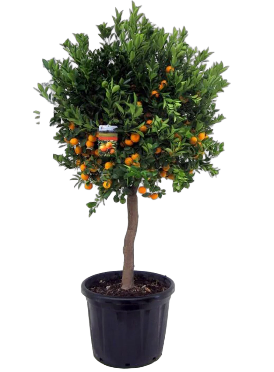 Каламондин - Citrofortunella D46 H190