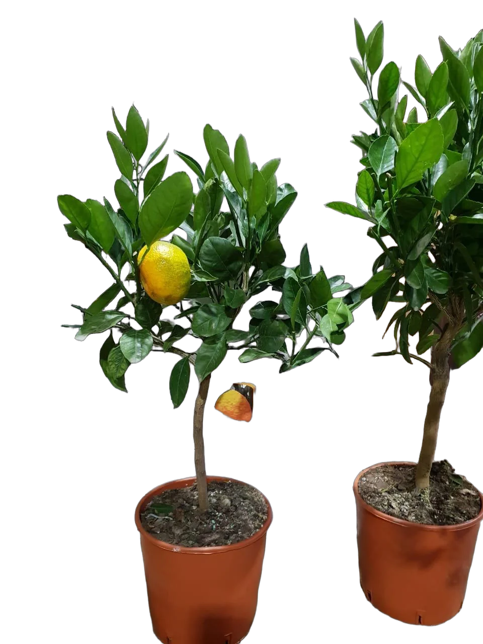 Мандарин Миагава 80 см