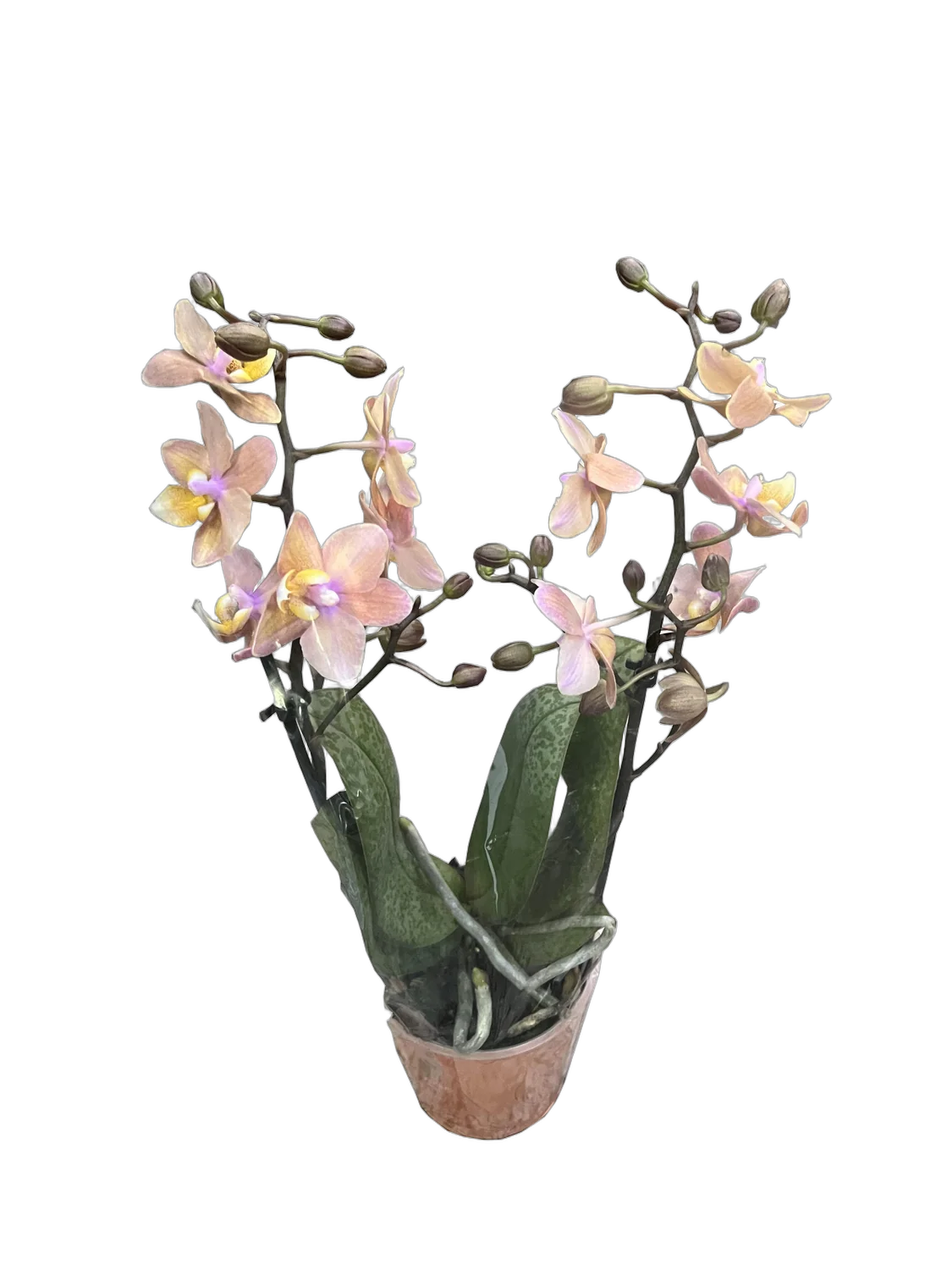 Фаленопсис Мини Арома 2 цветоноса Сэншн - Phalaenopsis Scention D12 H20