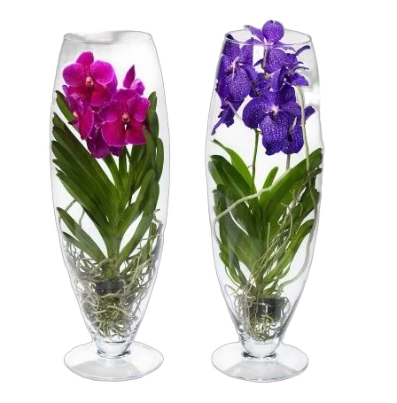 Ванда в вазе Шампань - Vanda Champagne D19 H65