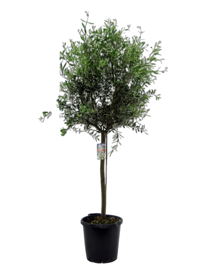Оливковое дерево, маслина европейская - Olea europaea  D45 H220