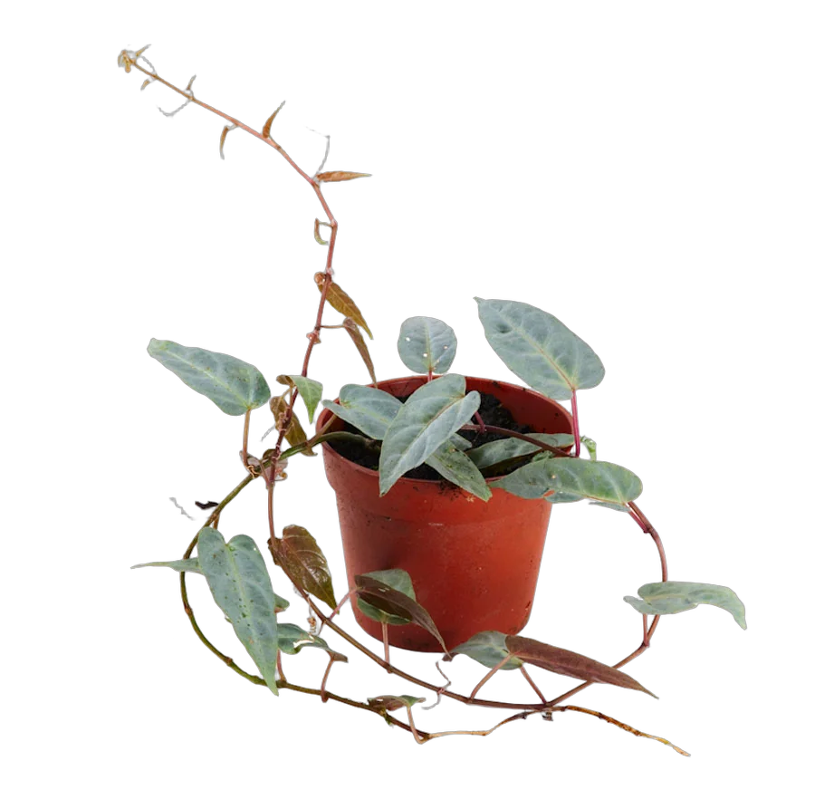 Циссус Амазоника - Cissus amazonica  D10 H15