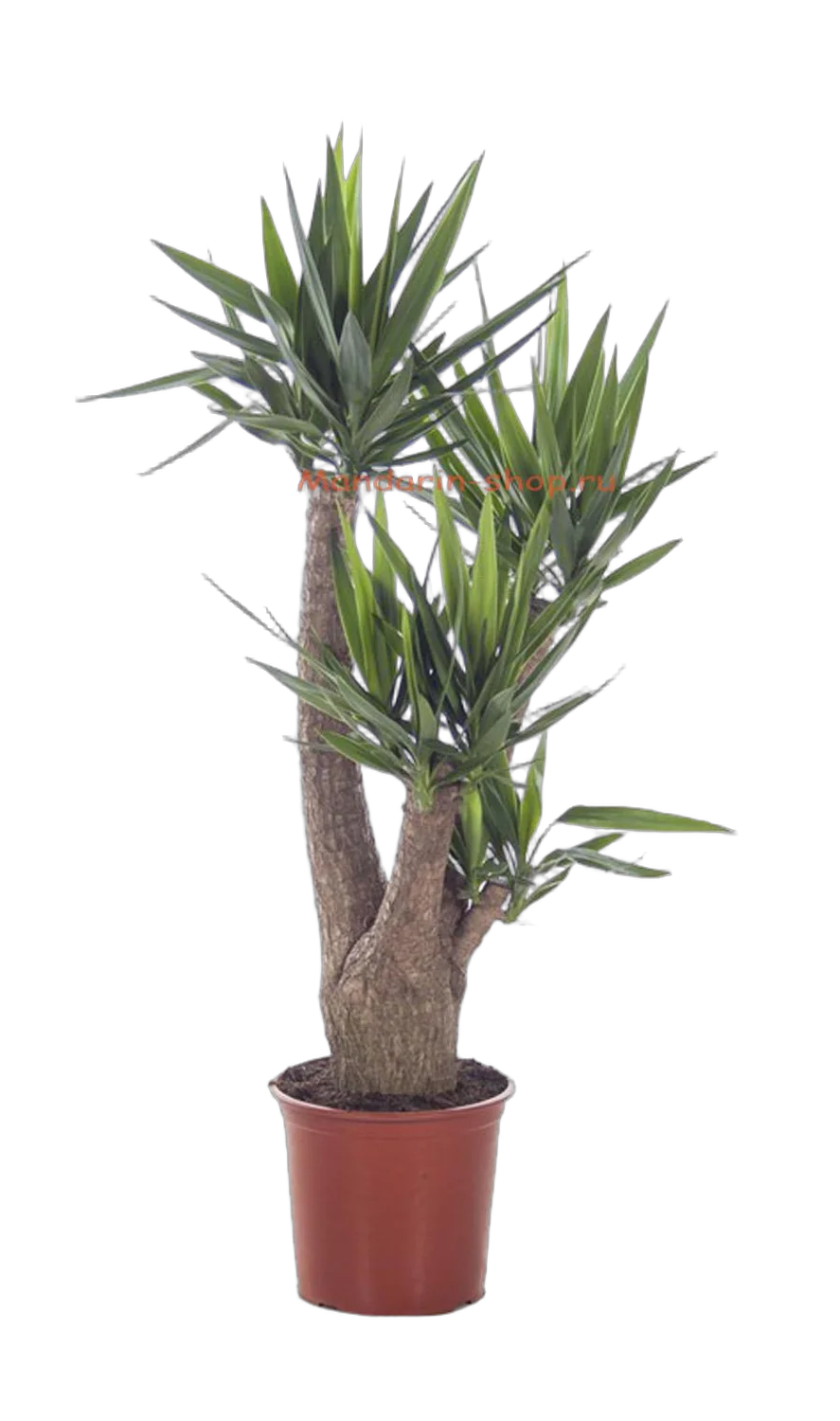 Пальма Юкка - Yucca Branched D34 H150