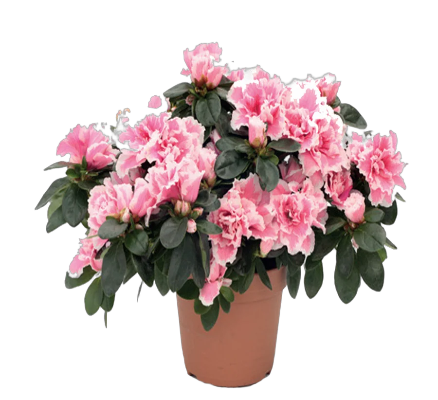 Азалия розовая - Azalea D12 H35