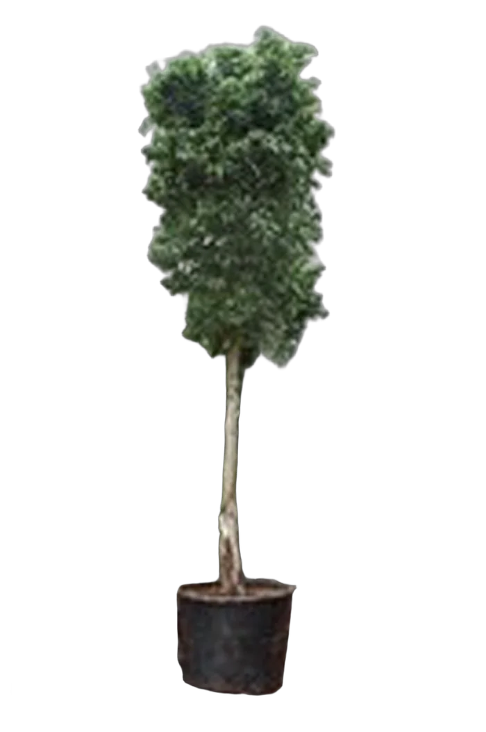 Фикус Бенджамина Экзотика штамб - Ficus benjamina Exotica D70 H420