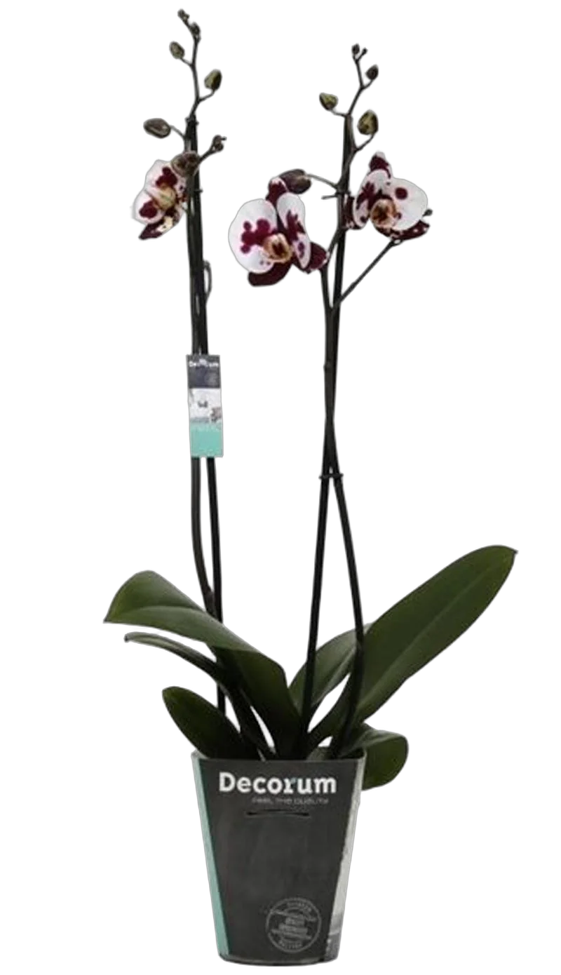 Фаленопсис Pinnacle Stripe - 2 цветоноса Phalaenopsis D12 H50