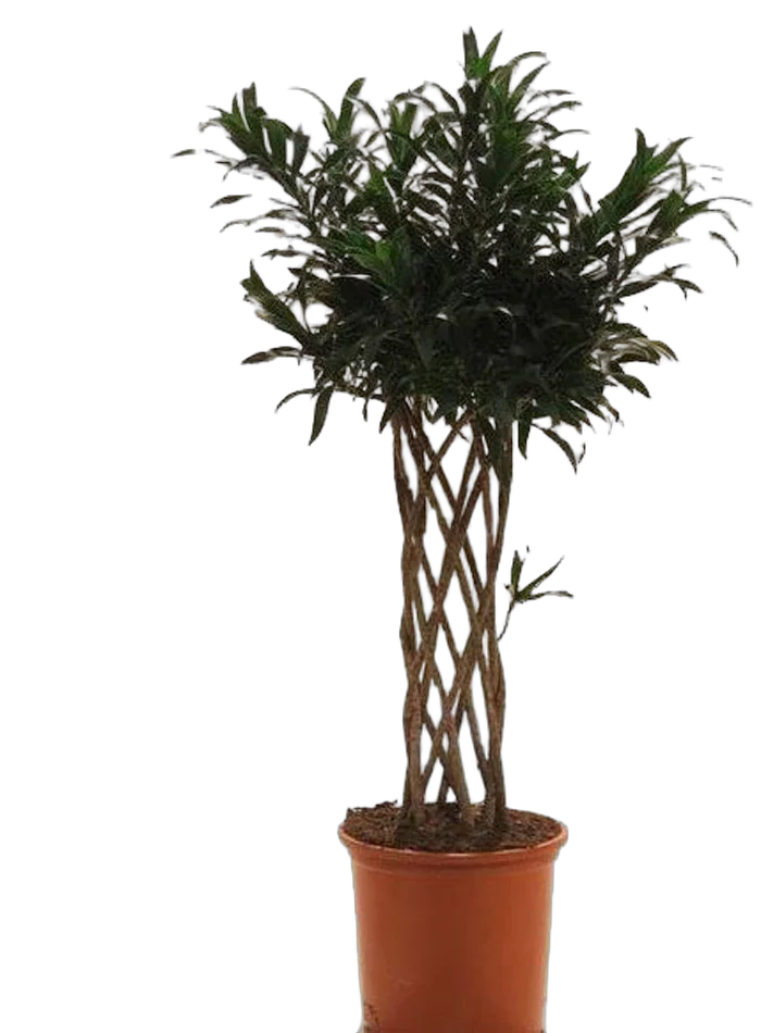 Драцена Рефлекса Сонг оф Ямайка цилиндр - Reflexa Song of Jamaica D25 H130