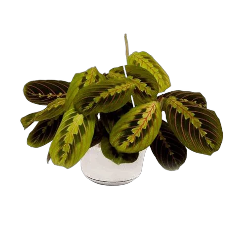 Маранта трехцветная (триколор) - Maranta tricolor D12 H20