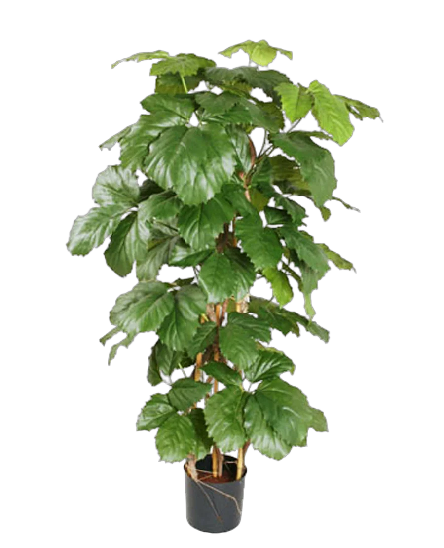 Тетрастигма Вуанье (комнатный виноград) - Tetrastigma voinierianum  D28 H140