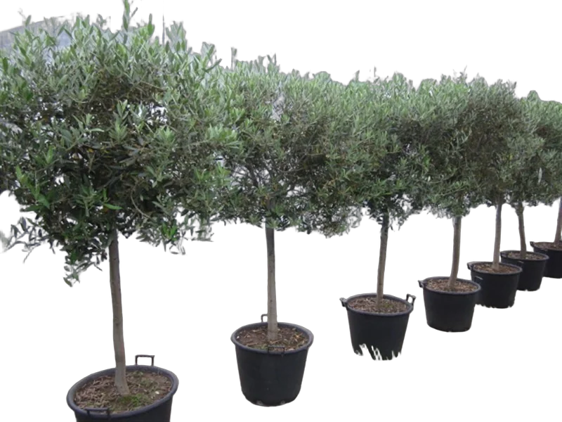 Оливковое дерево, маслина европейская - Olea europaea  D40 H210