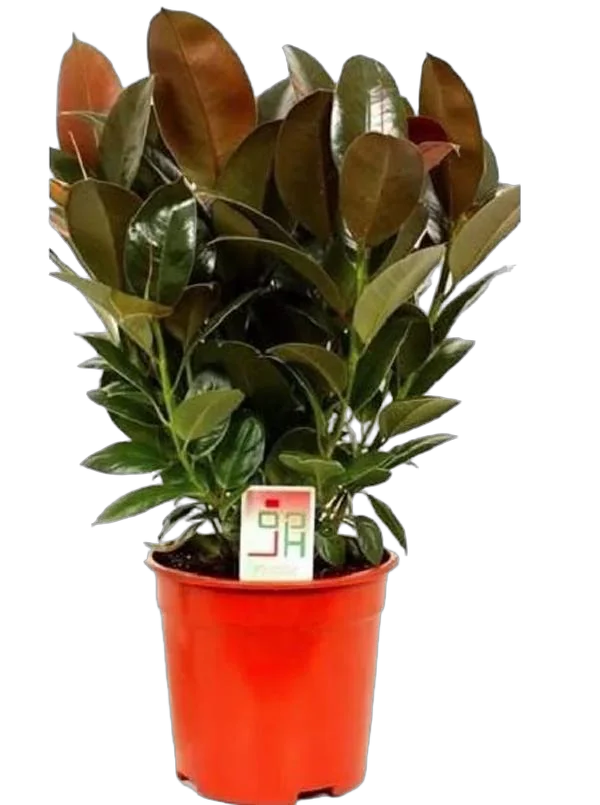 Фикус Эластика (каучуконосный) Мэлани - Ficus elastica Melany D27 H150